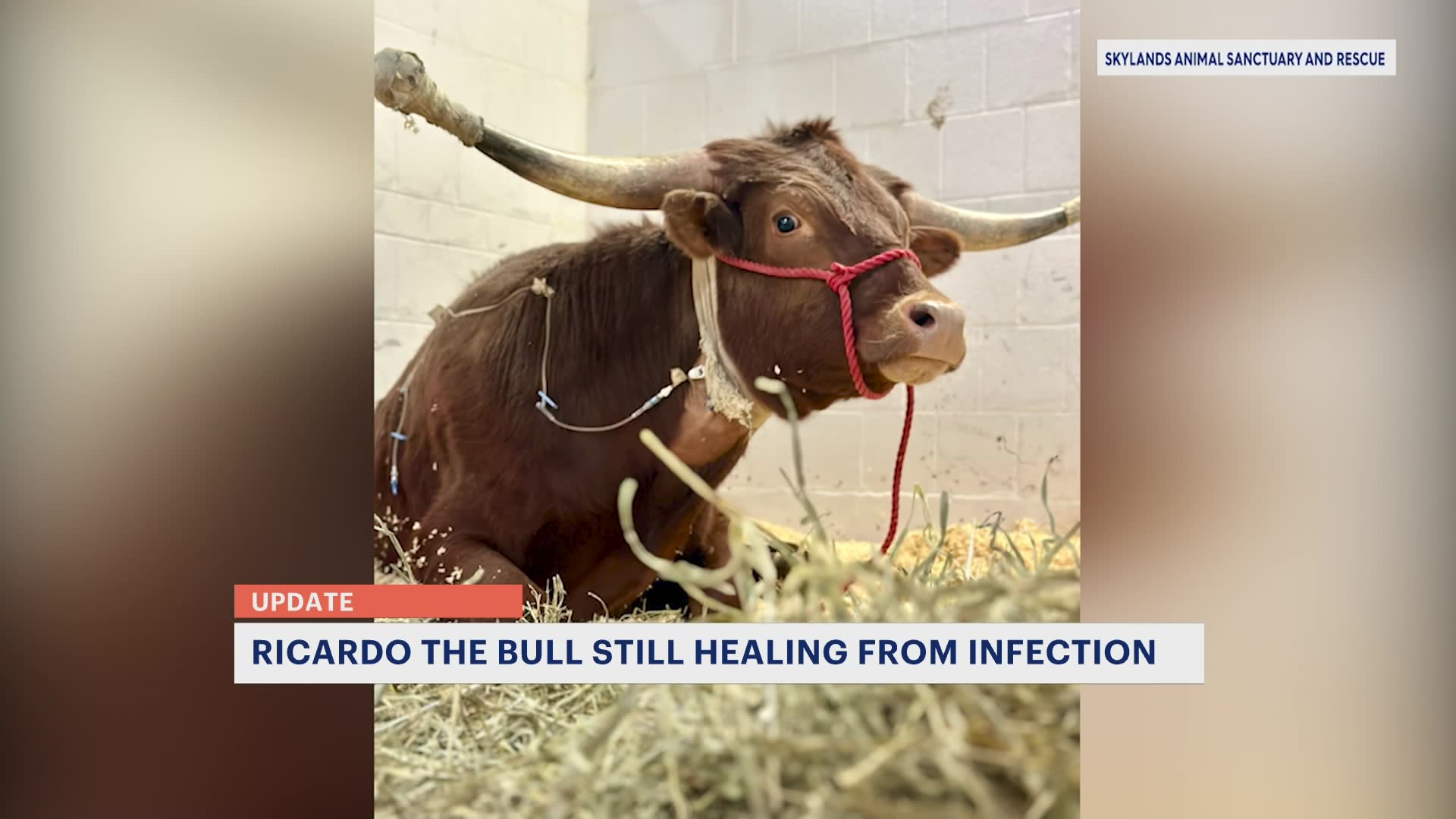 Ricardo The Bull Still Healing From Infection Wantage Animal Rescue Says