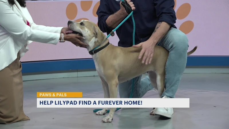 Story image: Paws & Pals: Lilypad now up for adoption with AHS Newark