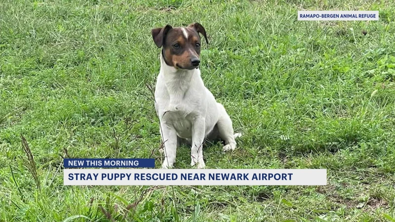 Story image: Dog found running around highways near Newark airport now safe at animal shelter