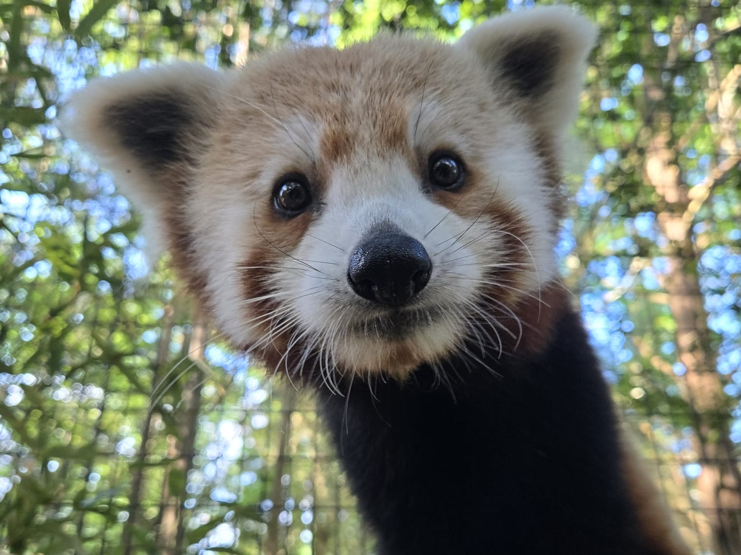 Cape May Zoo Red Panda