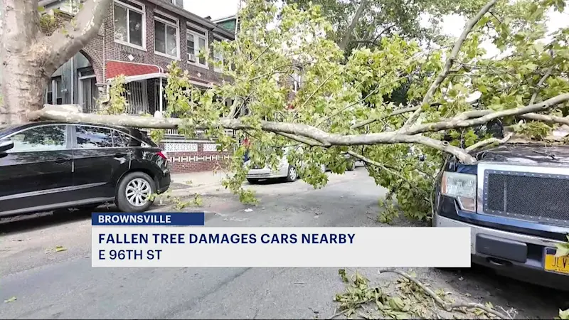Story image: Fallen tree damages cars in Brownsville