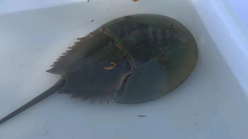 Story image: Advocates urge Gov. Hochul to sign bill to save horseshoe crabs