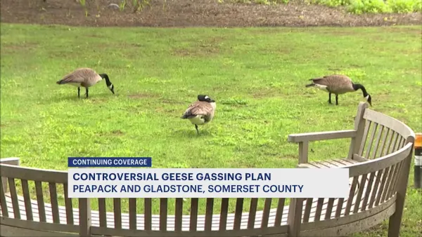 Peapack-Gladstone residents, business owners split on decision to euthanize geese in borough