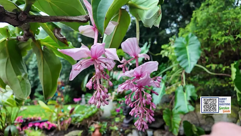 Story image: Garden Guide: This plant is like an orchid, but it's even easier to grow!