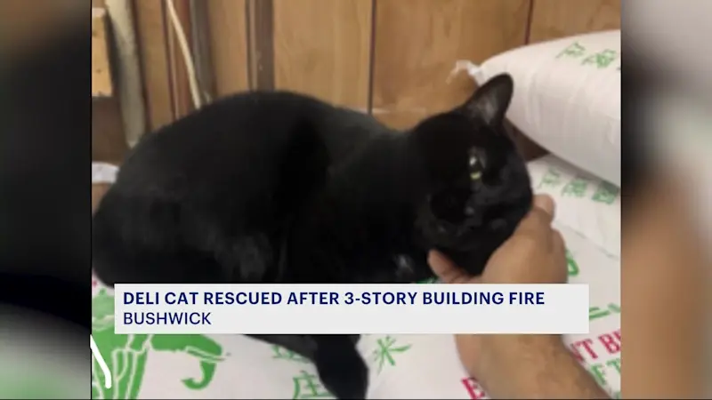 Story image: Beloved cat found safe after fire tears through Flatbush building