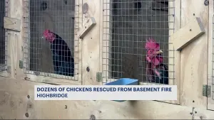 FDNY: Firefighters rescue chickens from burning Highbridge building 