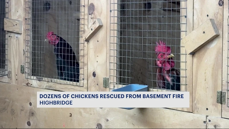 Story image: FDNY: Firefighters rescue chickens from burning Highbridge building 