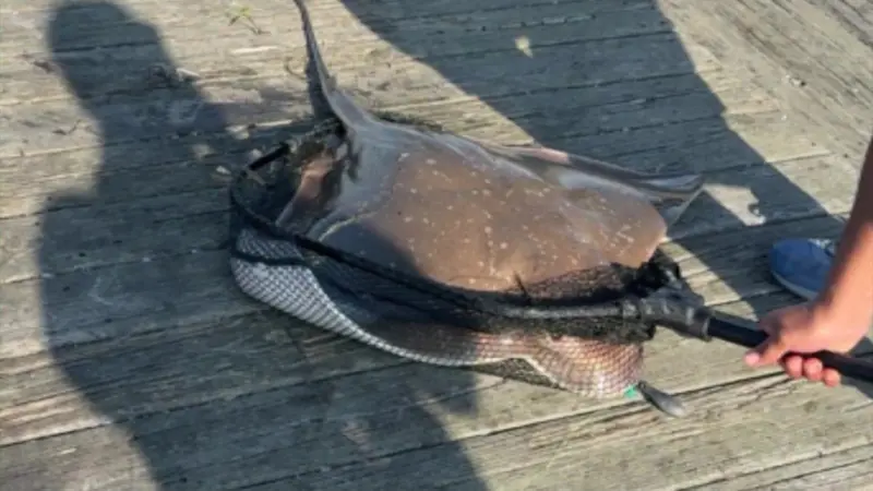 Story image: Fisherman injured by stingray at Robert Moses fishing pier