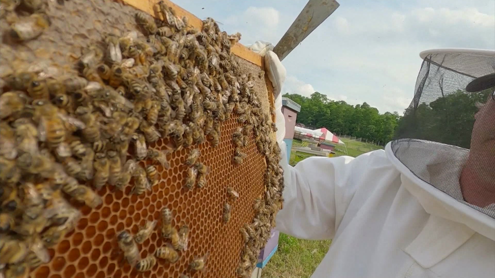 Get Buzzed Discover the sweet work of honeybees at West Maple Farm in
