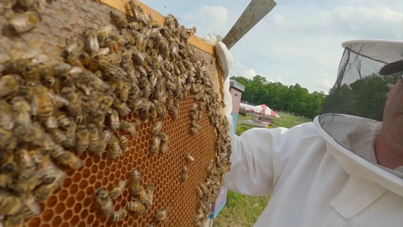 Story image: Get Buzzed: Discover the sweet work of honeybees at West Maple Farm in Monsey