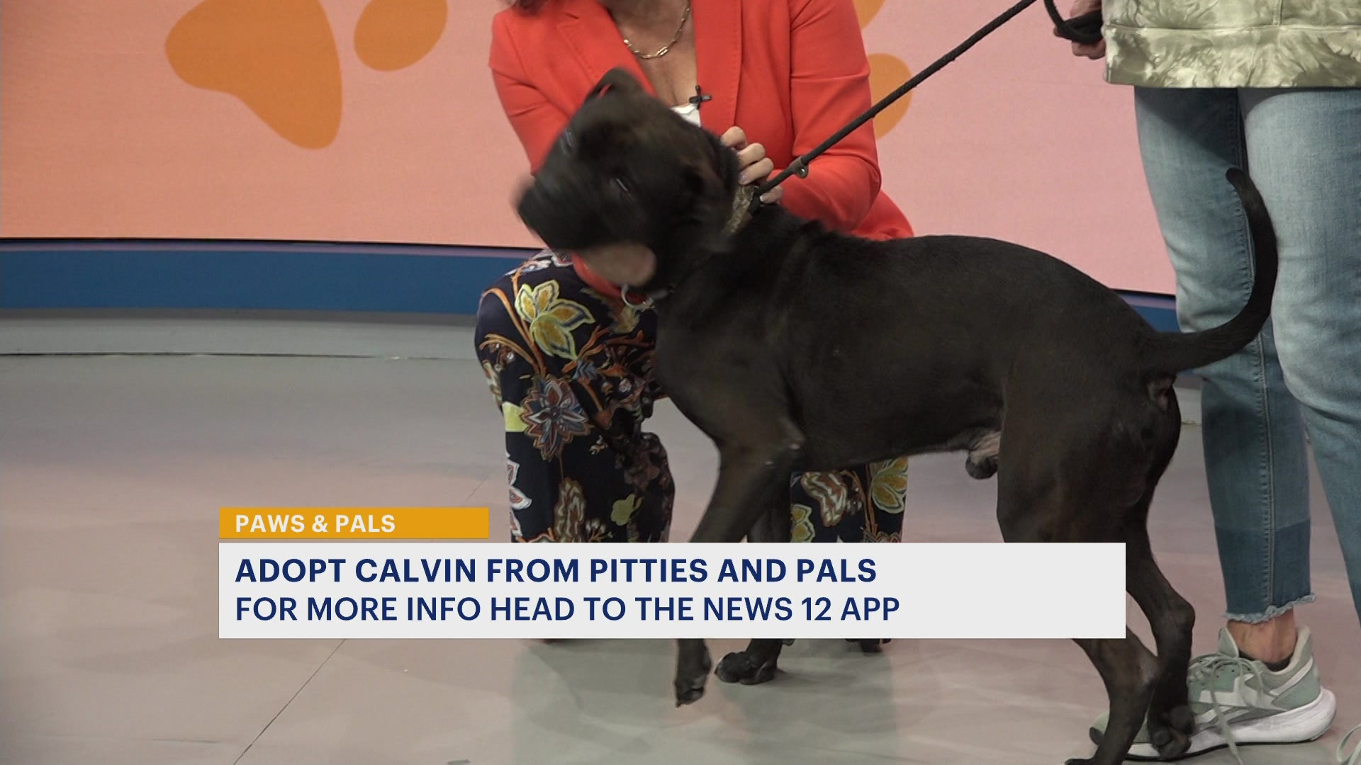 Are Pitbull Boxer Mixes Safe Family Dogs? Separating Genetic Facts from Stigmatized Lore