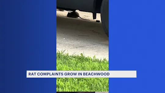 BeachwoodRatProblems_2026-07-29-17-17-35