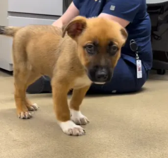 Steve takes his first steps