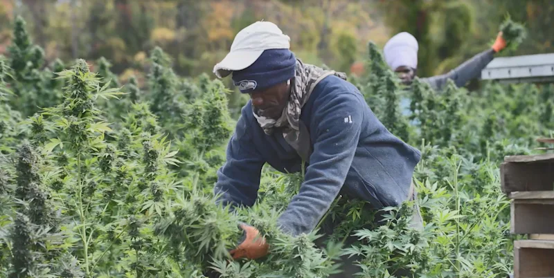 marijuanafarm.JPG