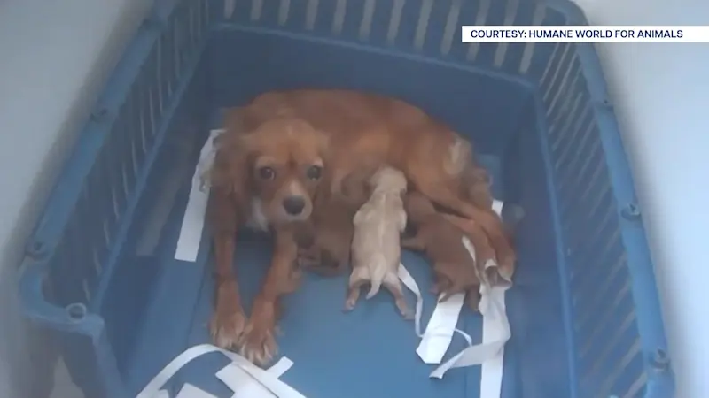 Story image: Undercover investigation alleges 200 dogs living in deplorable conditions in Manorville