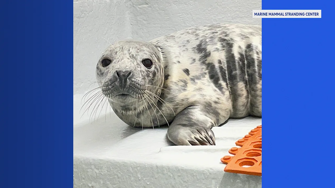 rescued seal