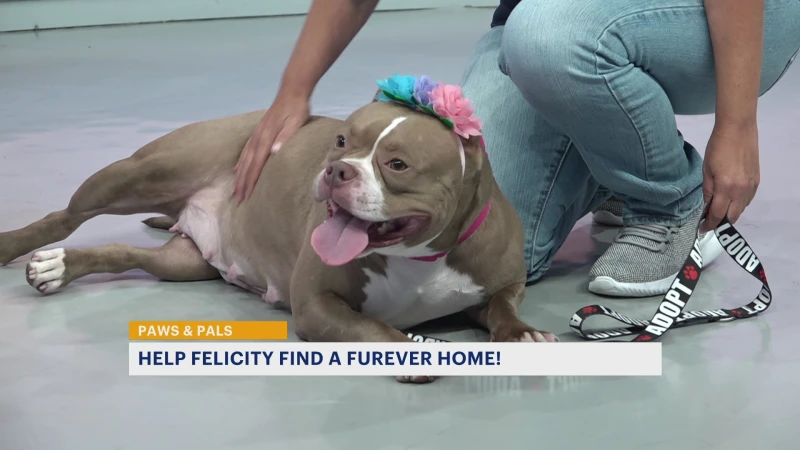 Story image: Paws & Pals: Felicity now up for adoption at Associated Humane Societies