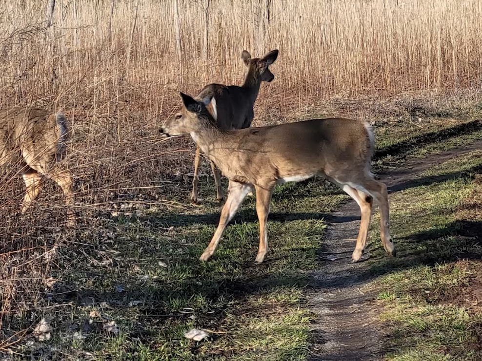 DEER RAW 2