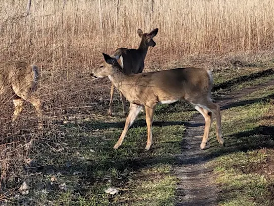 DEER RAW 2