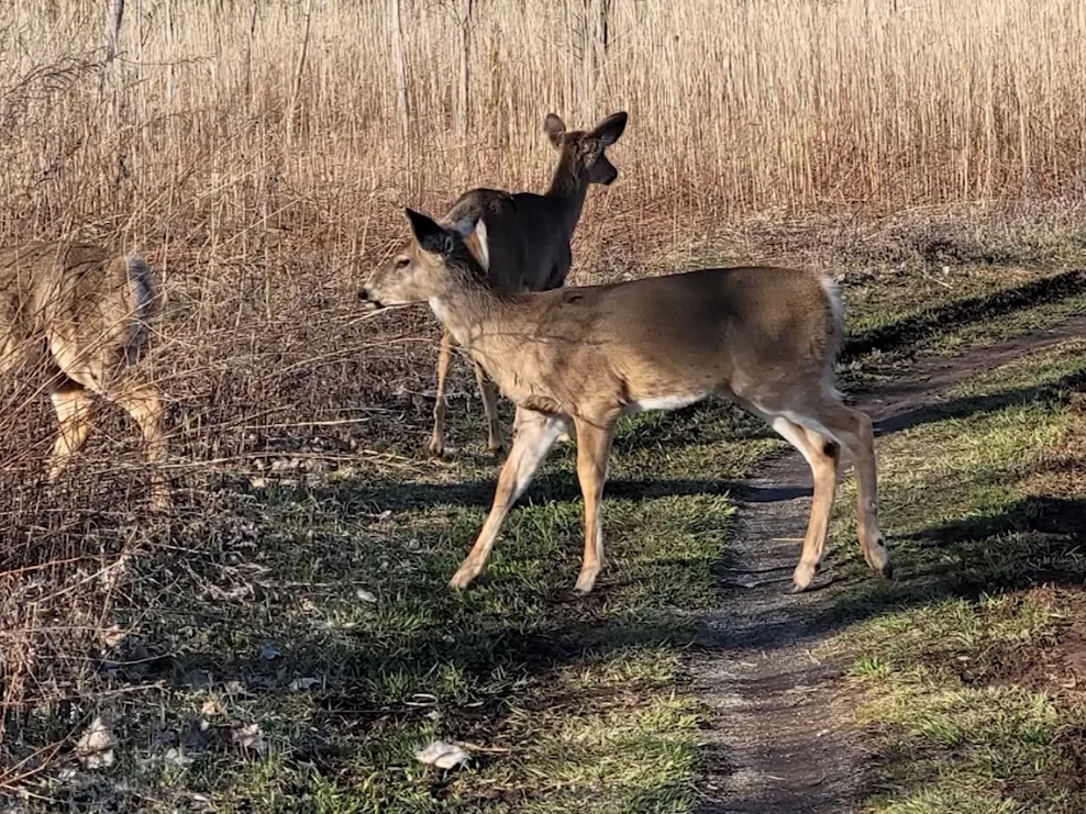DEER RAW 2