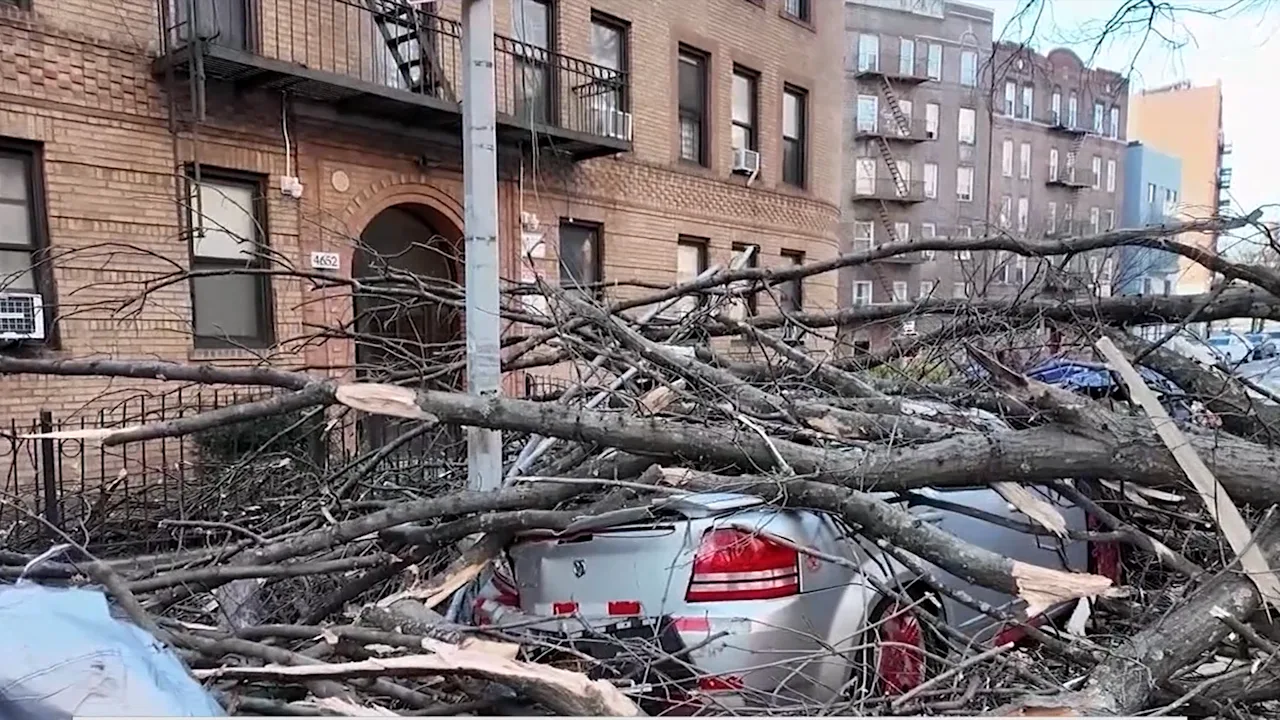 Tree Damage