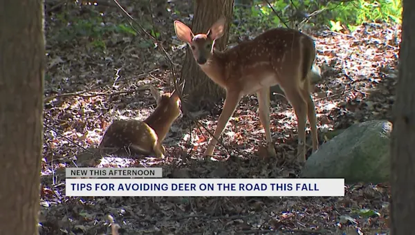 DEEP warns drivers of deer and moose sightings on roadways