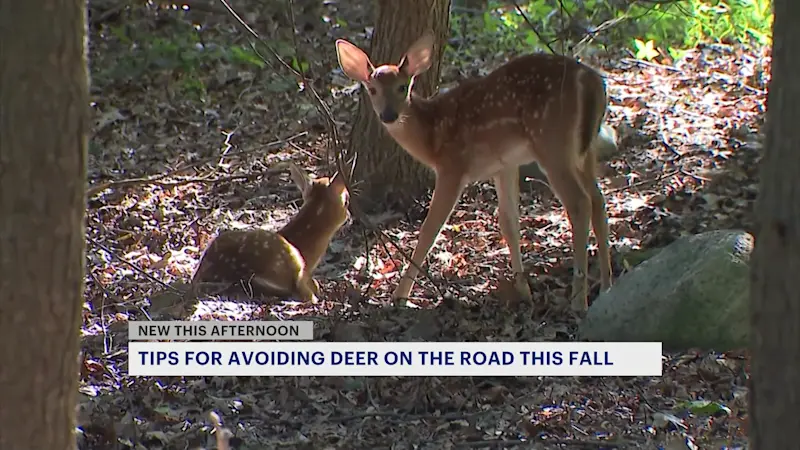Story image: DEEP warns drivers of deer and moose sightings on roadways