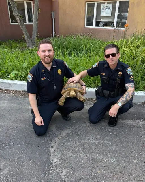 tortoise 3