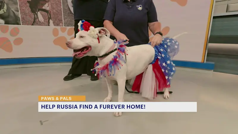 Story image: Paws and Pals: Russia is ready for her 'furever' home
