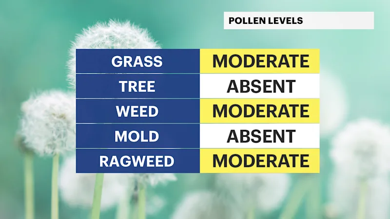HAMMER_C_Pollen.png