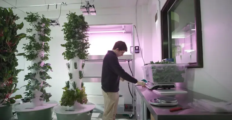 Story image: Turning over a new leaf: High school student grows hydroponic food for NYC prisoners