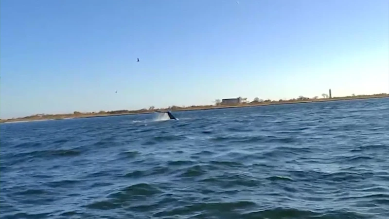 Story image: Humpback whale spotted in Hempstead Bay 