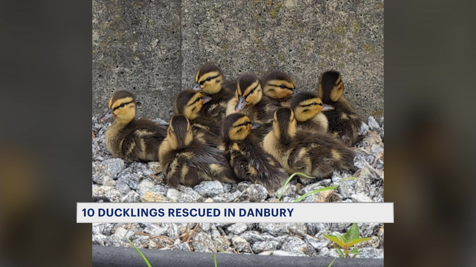 ducks0612_2026-06-12-21-25-59