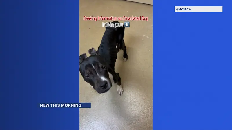 Story image: Dog found severely emaciated near Shark River Park in Wall 