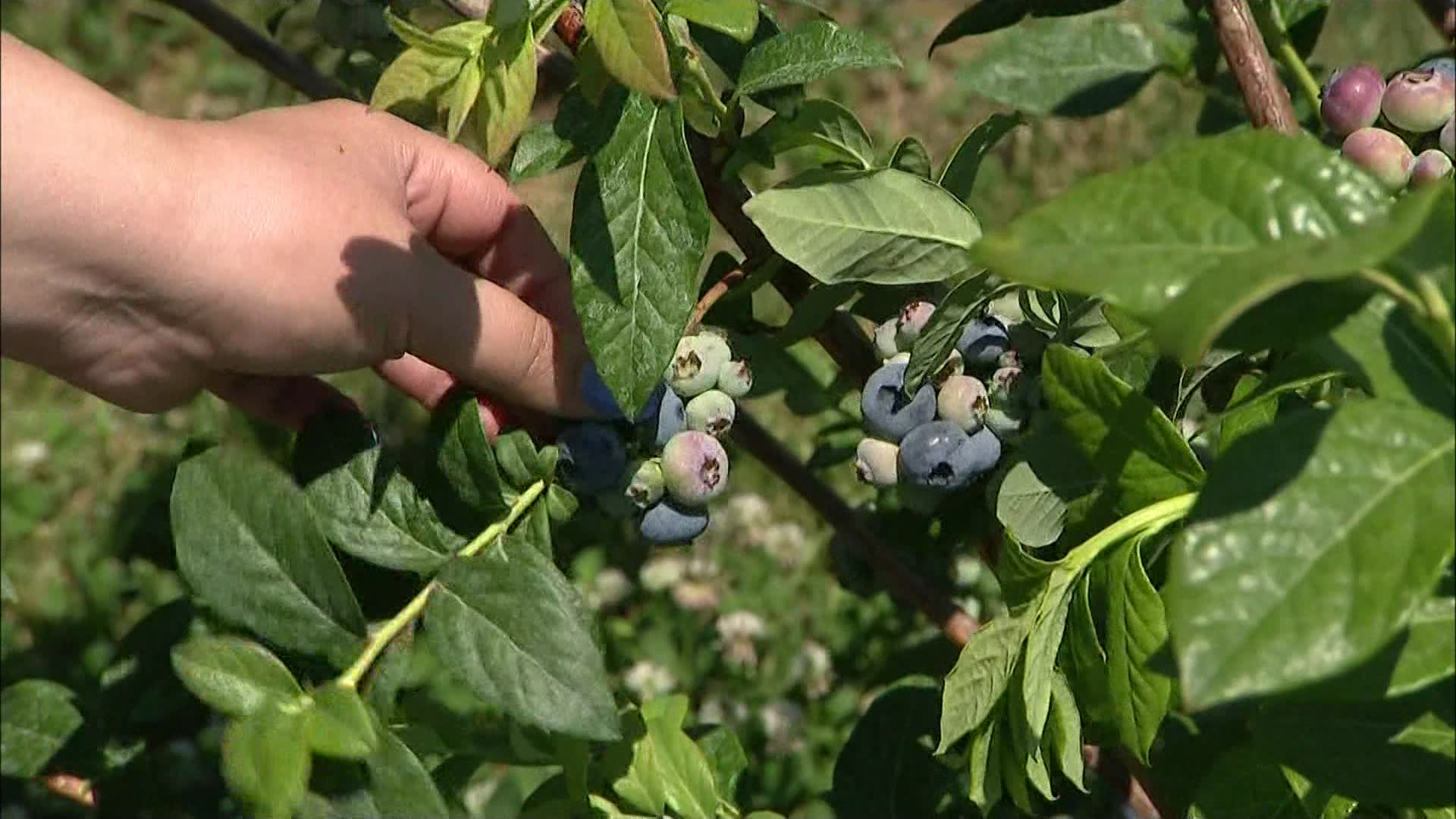 East End: Pick Your Own Berries At Lewin Farms