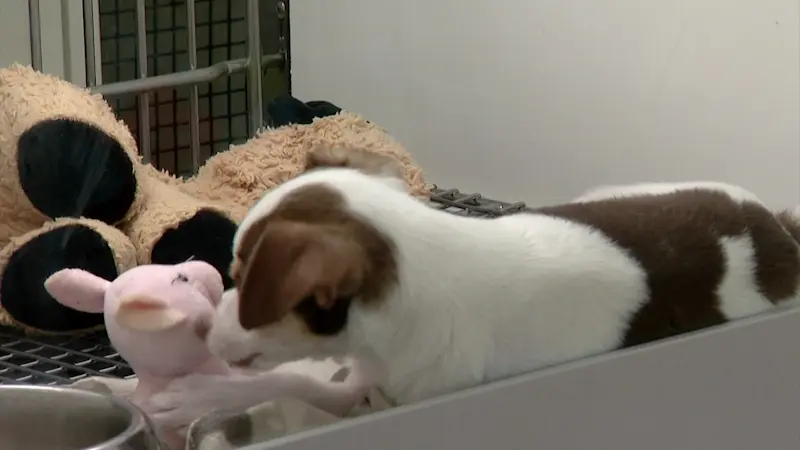 Story image: Stamford Board of Representatives passes ban on sale of cats and dogs, setting up potential legal battle