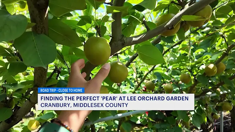 Story image: Road Trip Close To Home: Pear picking season underway in Plainsboro