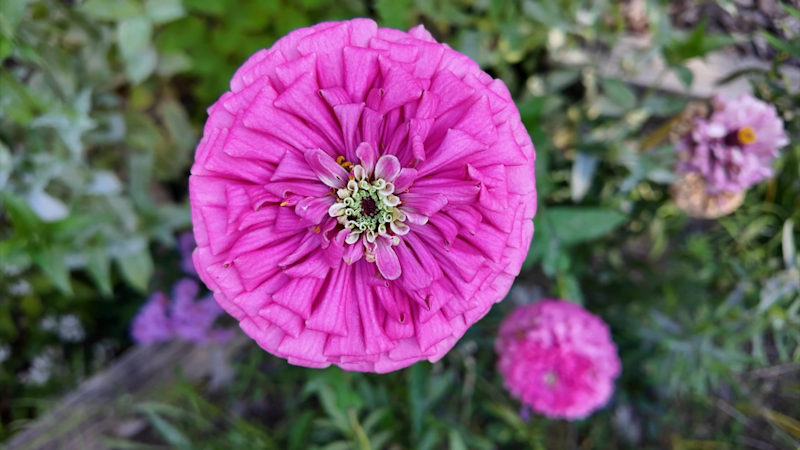Story image: Spend a few minutes now to get FREE flowers next summer!