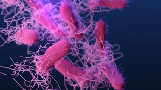 salmonella 1