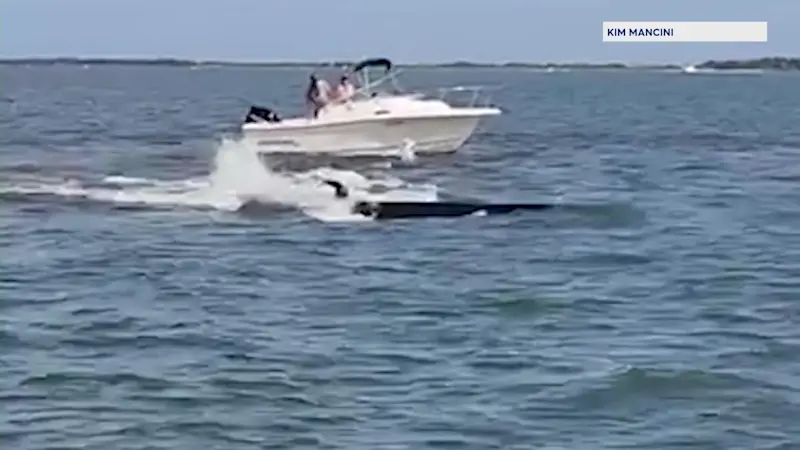 Story image: Necropsy on whale that charged boat on Barnegat Bay found animal was thin, had empty stomach