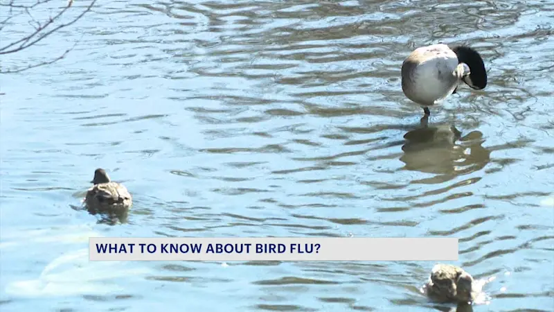 Story image: 'It's a cause for concern.' Local doctor discusses rise in bird flu