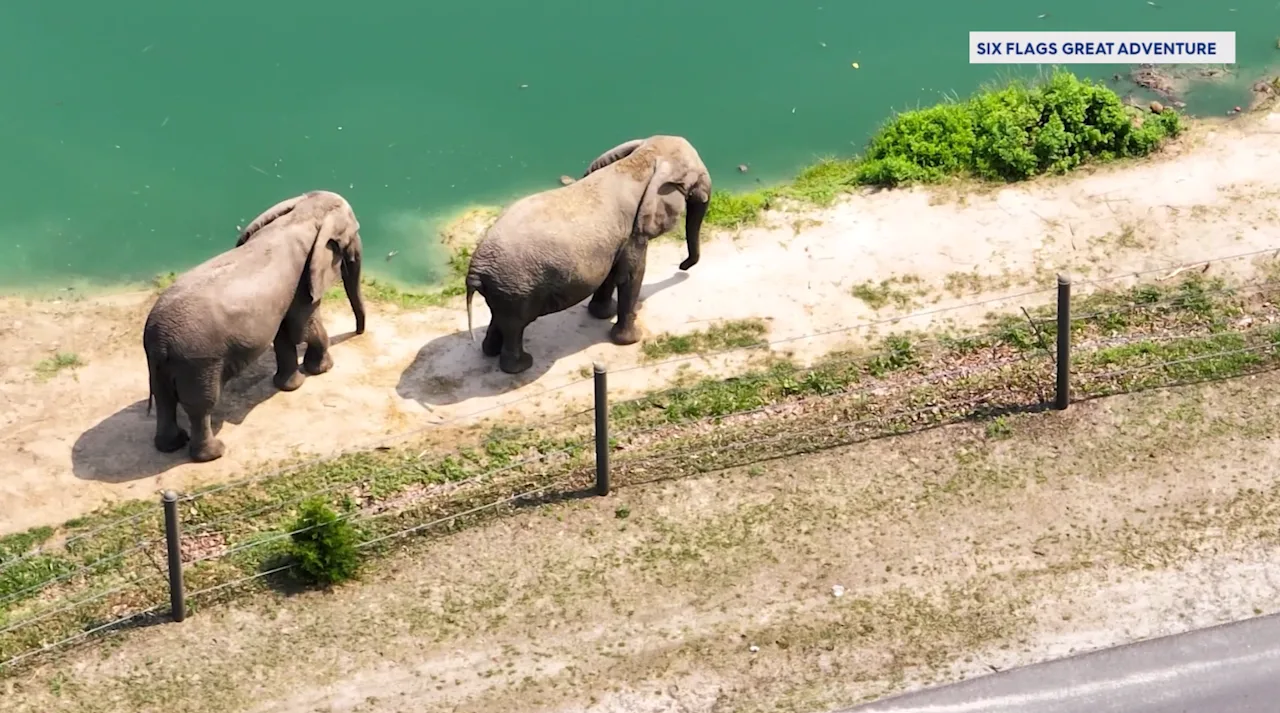 six flags elephants