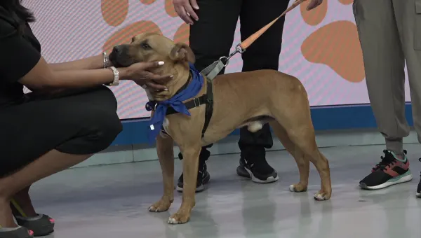Paws & Pals: 2-year-old Oliver available for adoption