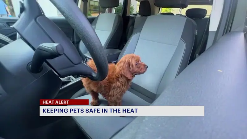 Story image: What to know to keep your pets safe during extreme heat