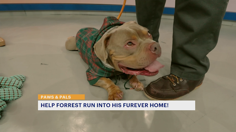 Story image: Help Forrest run into his furever home