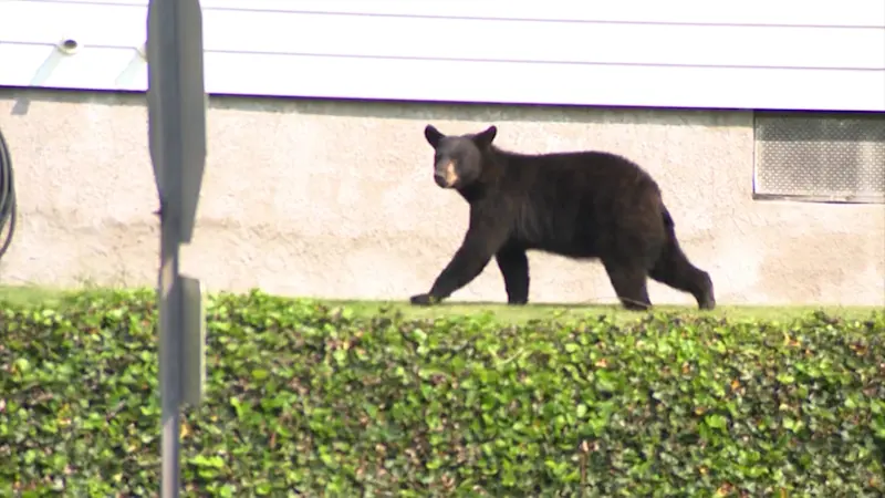 Story image: Exclusive bodycam footage released of Harrison police with now-euthanized bear