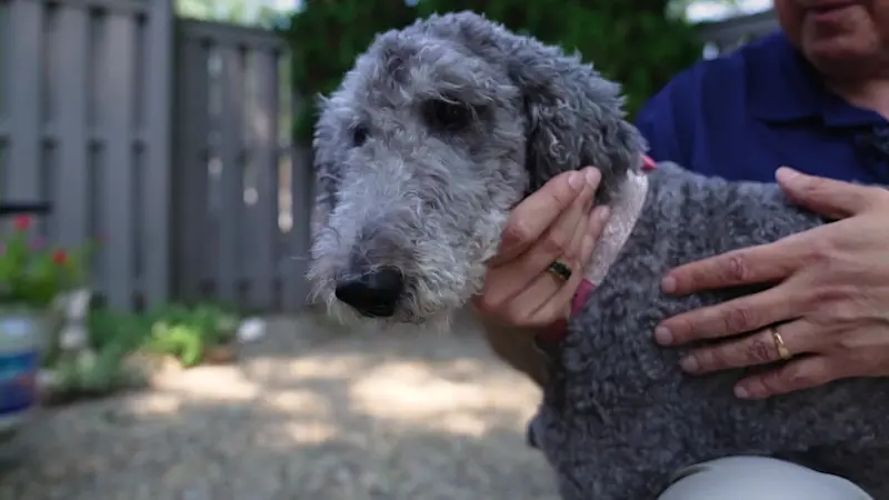 Story image: Kane in Your Corner: The pros and cons of investing in pet insurance