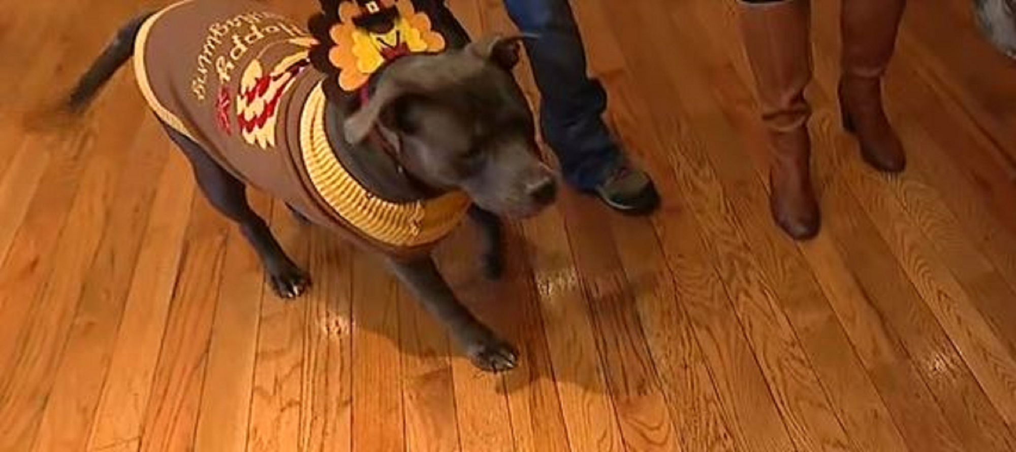 Town of Hempstead Animal Shelter kicks off ‘pupsgiving’ adoption event