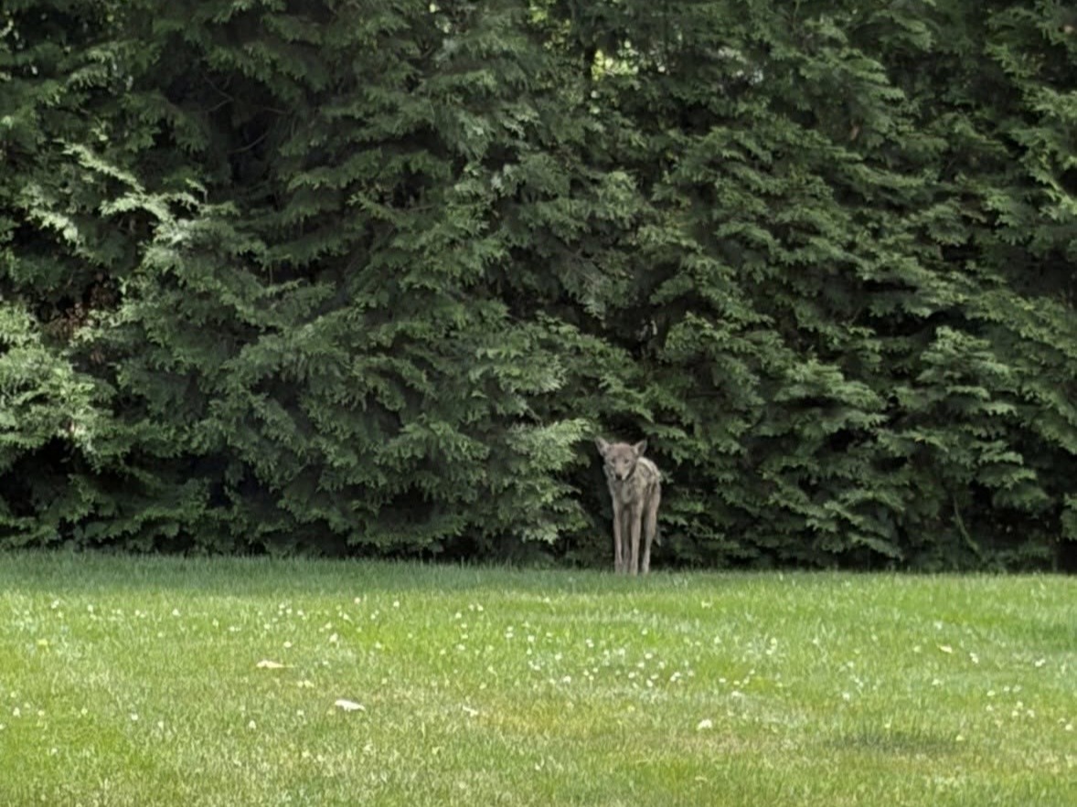 Glen Rock coyote