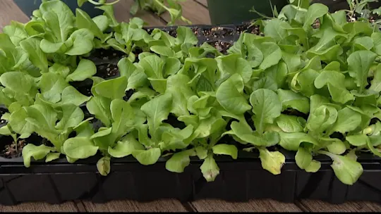 lettuce